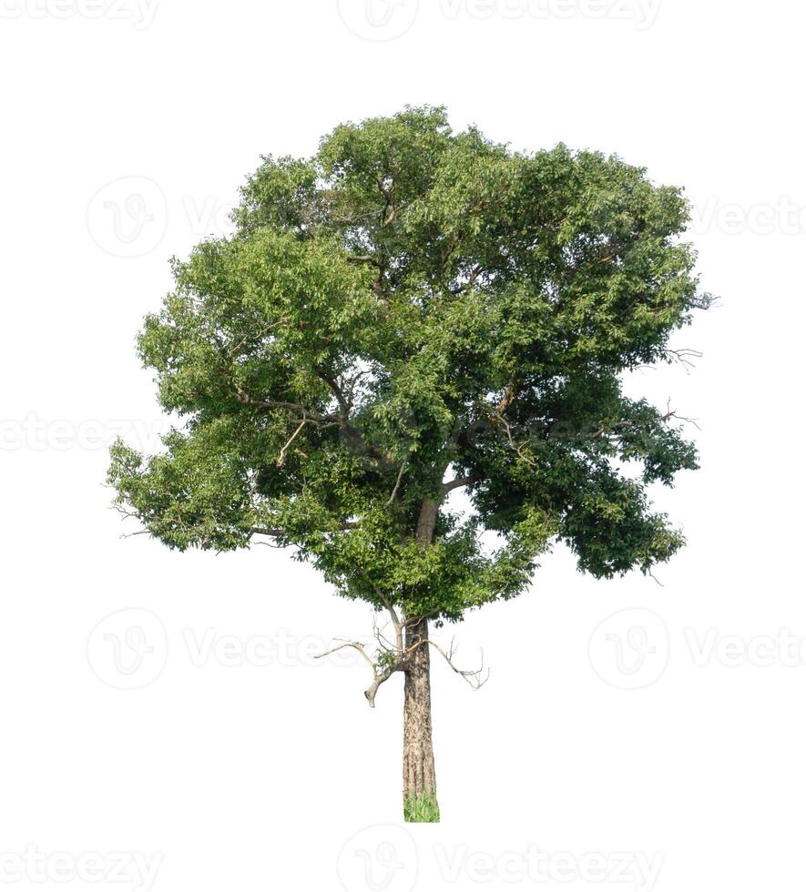 Trees that are isolated on a white background are suitable for both printing and web pages photo