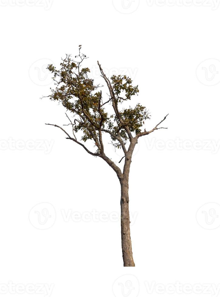 Trees that are isolated on a white background are suitable for both printing and web pages photo