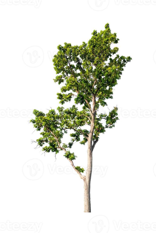 Tree that are isolated on a white background are suitable for both printing and web pages photo