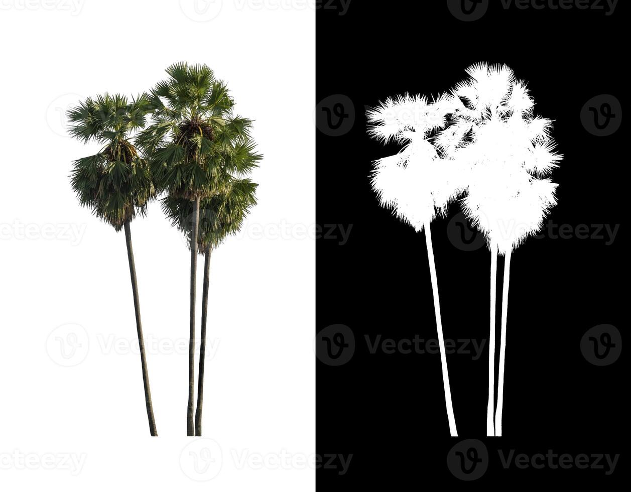 sugar palm isolated on the white background with clipping path, single tree with clipping path and alpha channel on black background photo