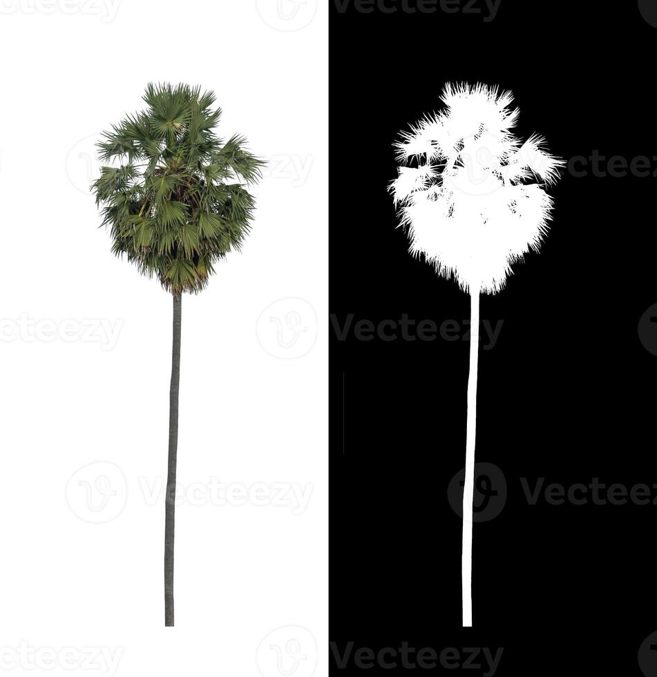 sugar palm isolated on the white background with clipping path, single tree with clipping path and alpha channel on black background photo