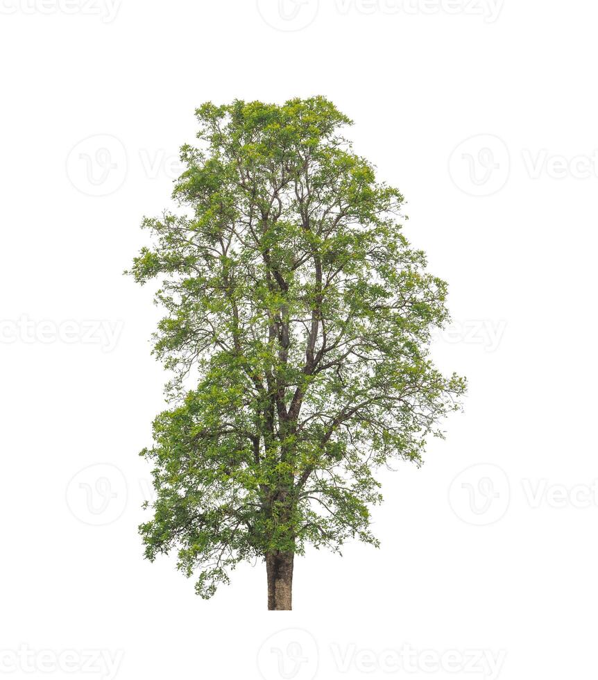 Trees that are isolated on a white background are suitable for both printing and web pages photo