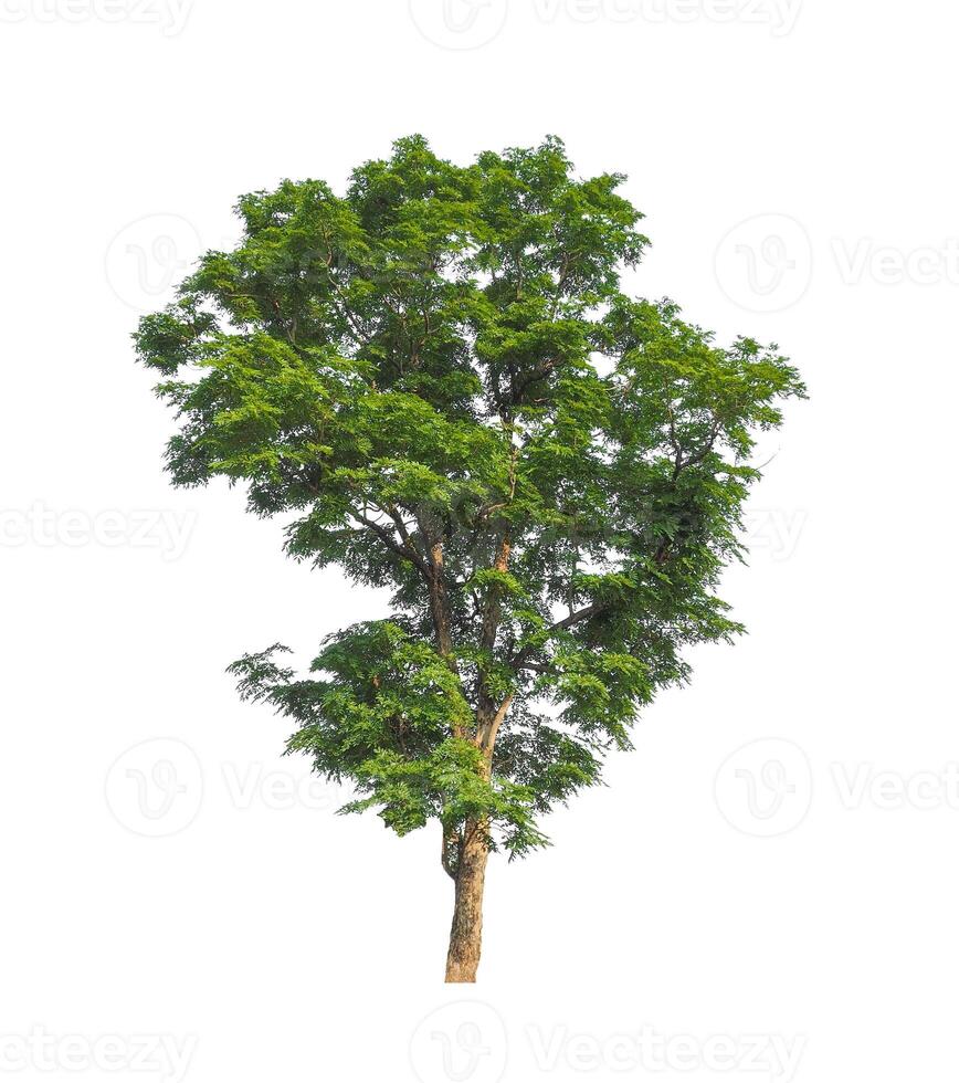 Trees that are isolated on a white background are suitable for both printing and web pages photo