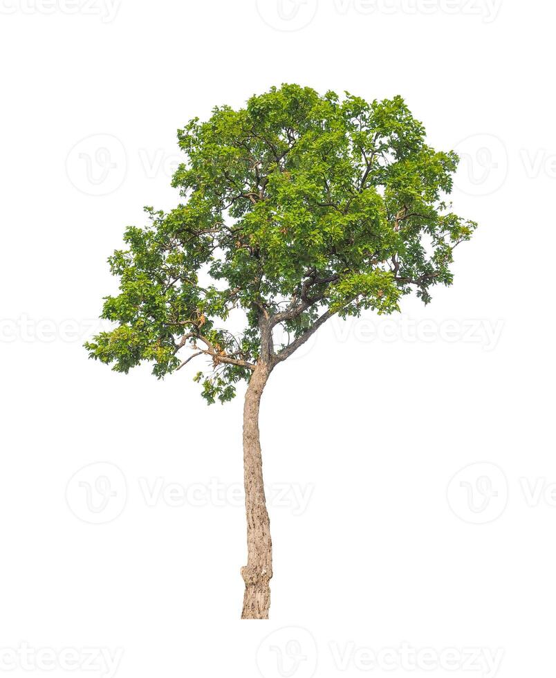 Trees that are isolated on a white background are suitable for both printing and web pages photo