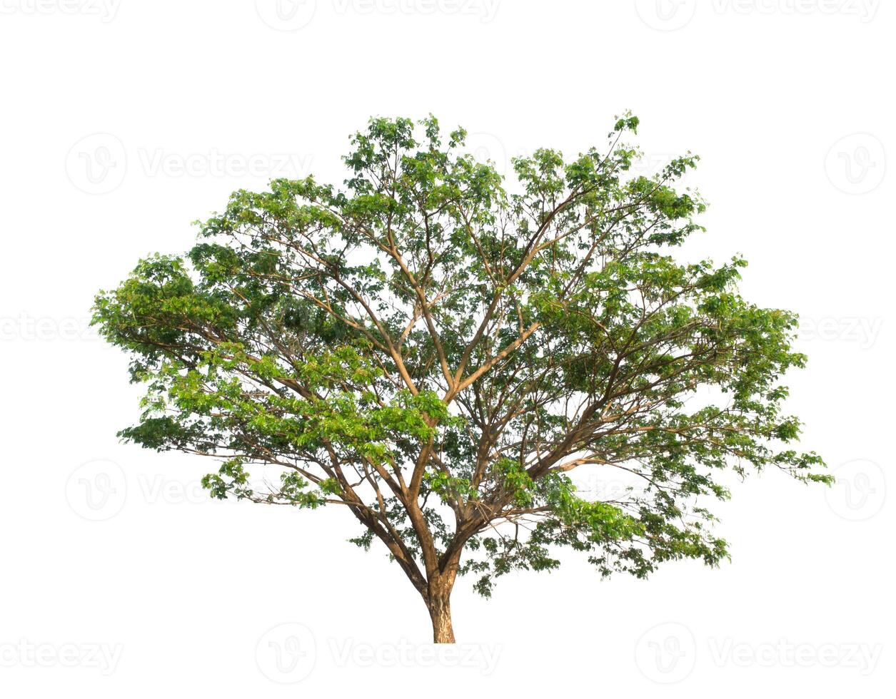 Tree that are isolated on a white background are suitable for both printing and web pages photo