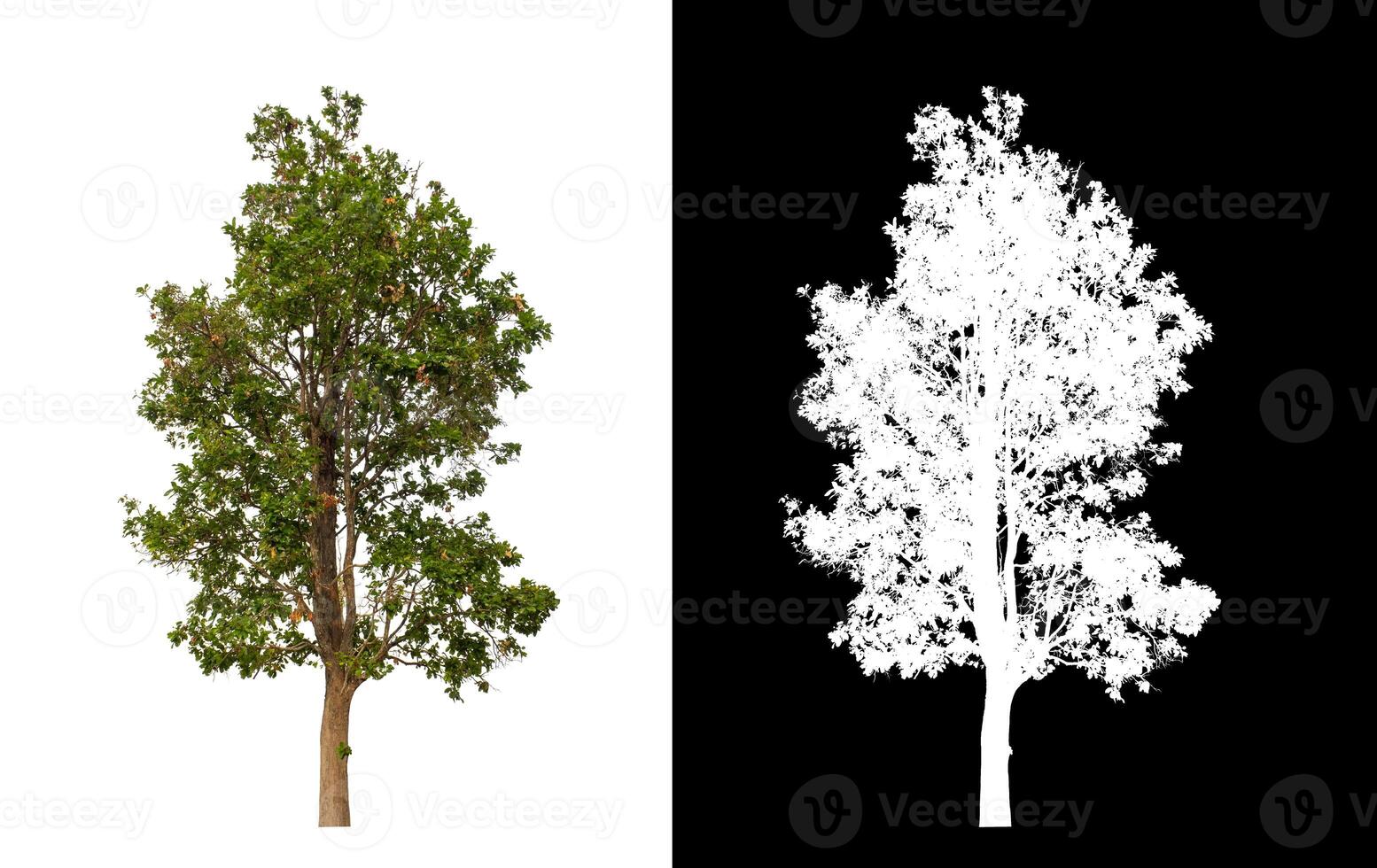 Tree that are isolated on a white background are suitable for both printing and web pages photo