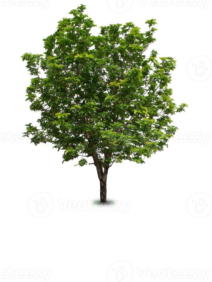 Tree that are isolated on a white background are suitable for both printing and web pages photo