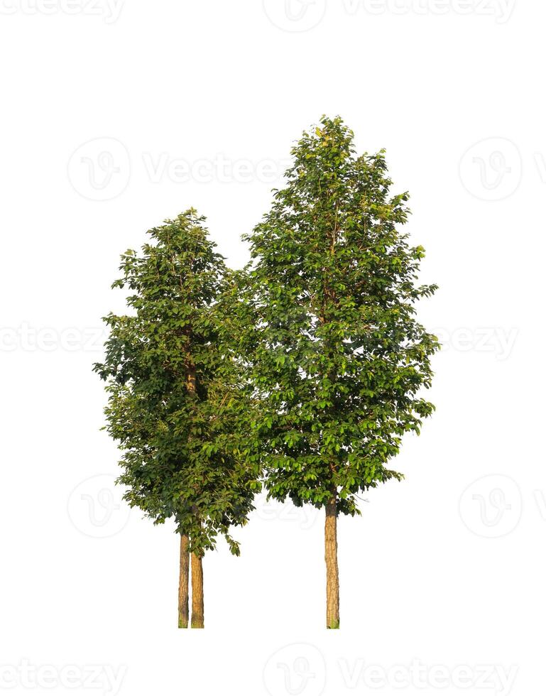 Tree that are isolated on a white background are suitable for both printing and web pages photo