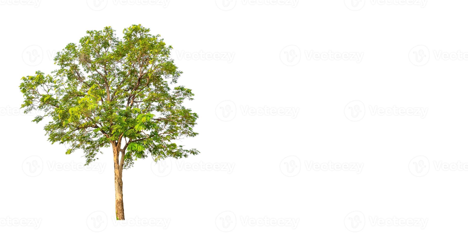 Trees that are isolated on a white background are suitable for both printing and web pages photo