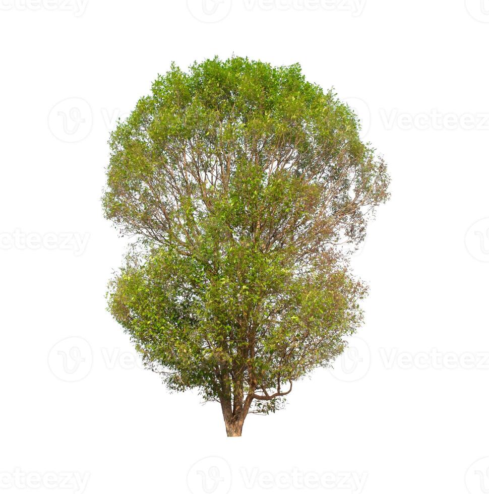 Isolated tree on white background photo