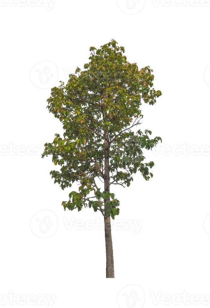 Trees that are isolated on a white background are suitable for both printing and web pages photo