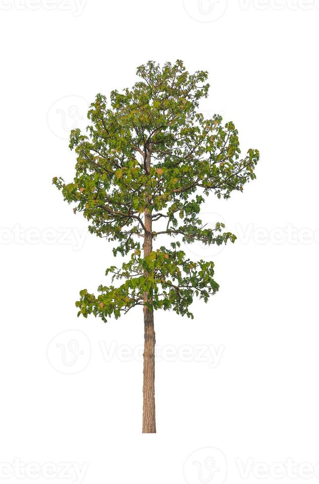 Trees that are isolated on a white background are suitable for both printing and web pages photo