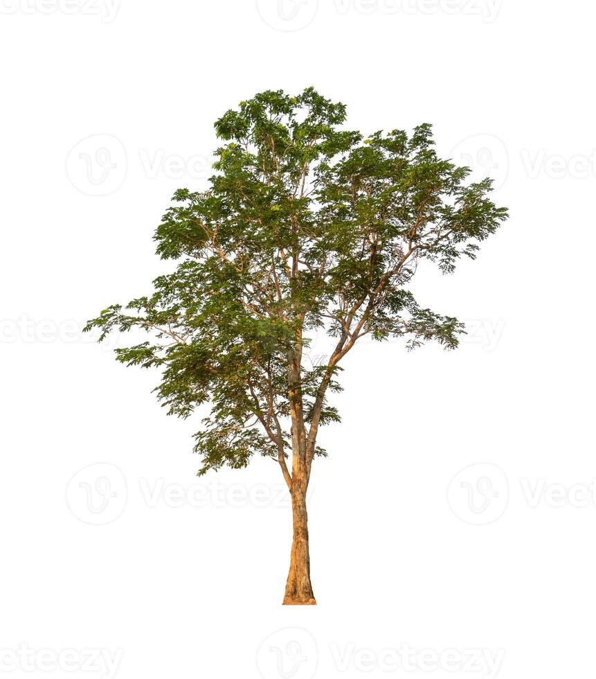 Trees that are isolated on a white background are suitable for both printing and web pages photo