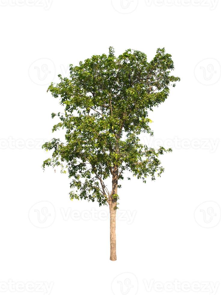 Tree that are isolated on a white background are suitable for both printing and web pages photo