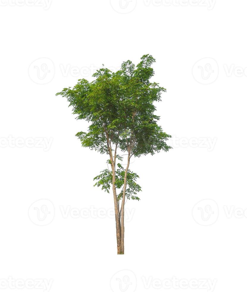 Trees that are isolated on a white background are suitable for both printing and web pages photo