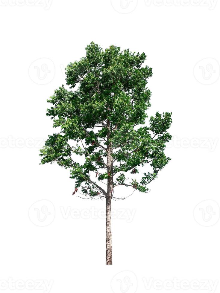 tree on a white background photo