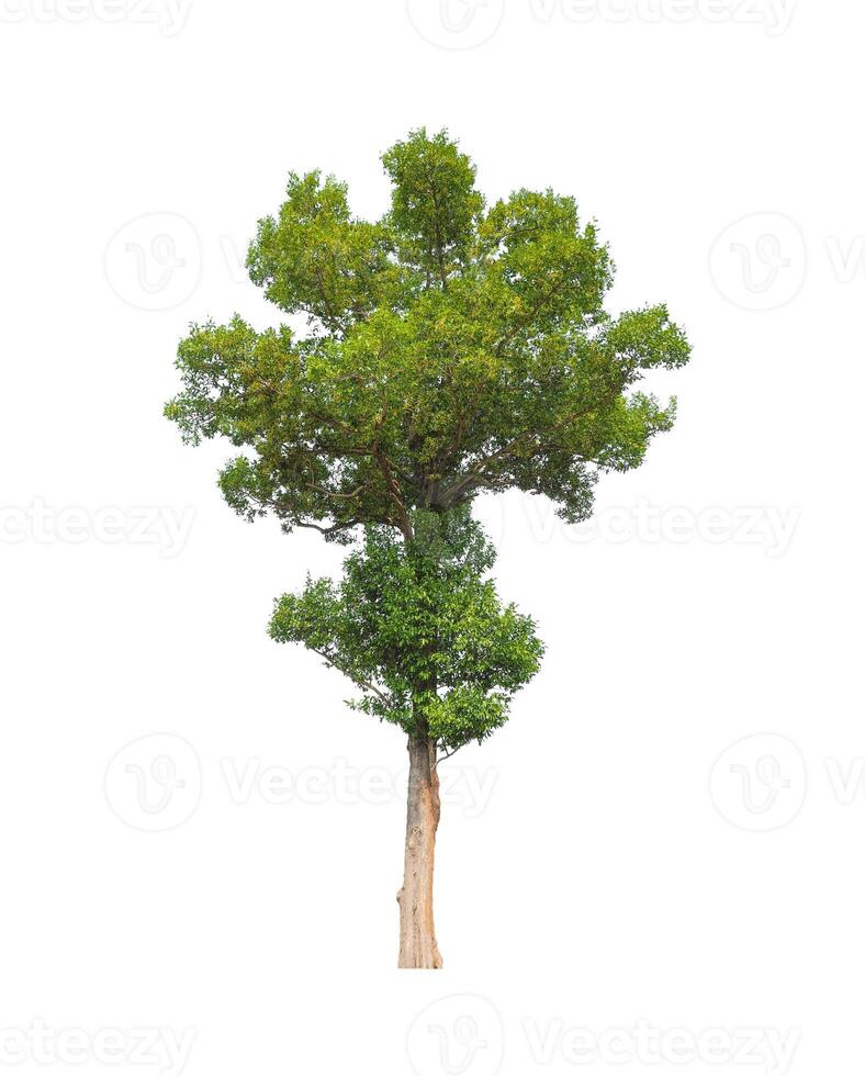 Trees that are isolated on a white background are suitable for both printing and web pages photo