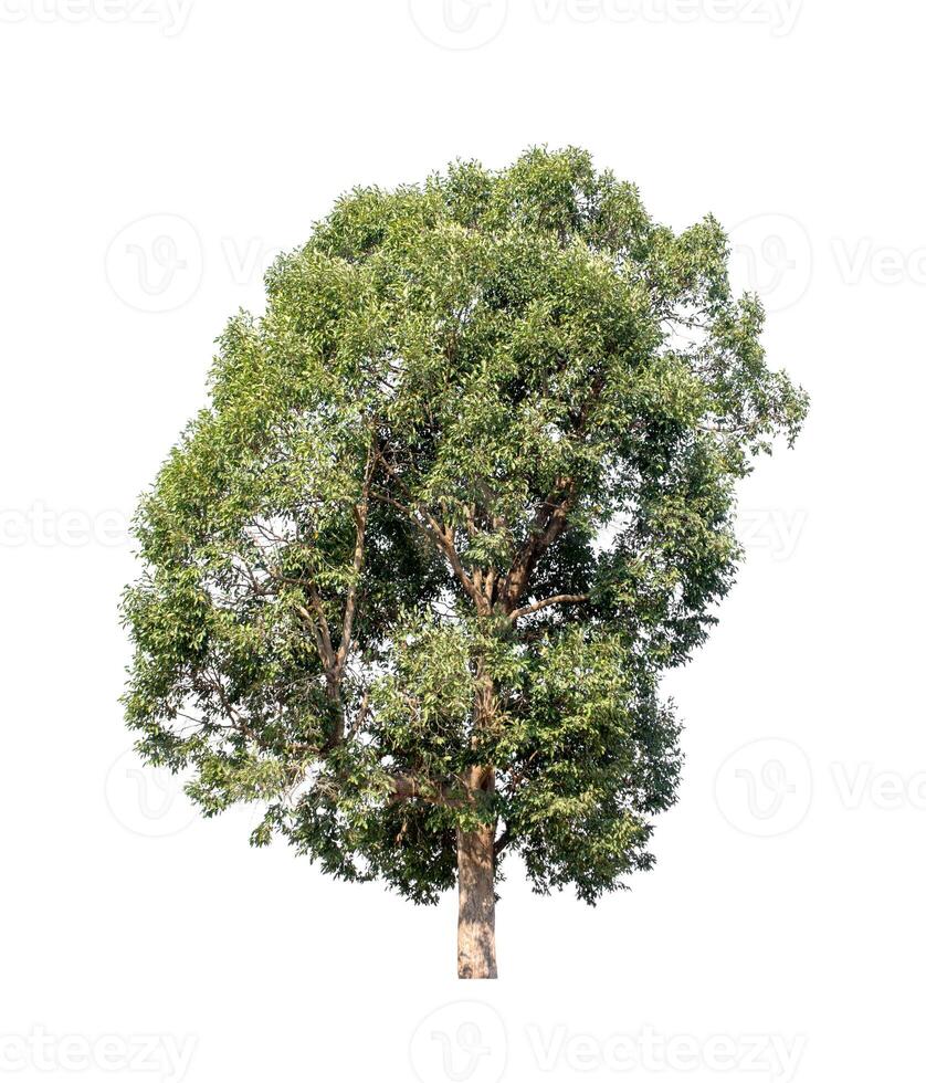 Tree that are isolated on a white background are suitable for both printing and web pages photo