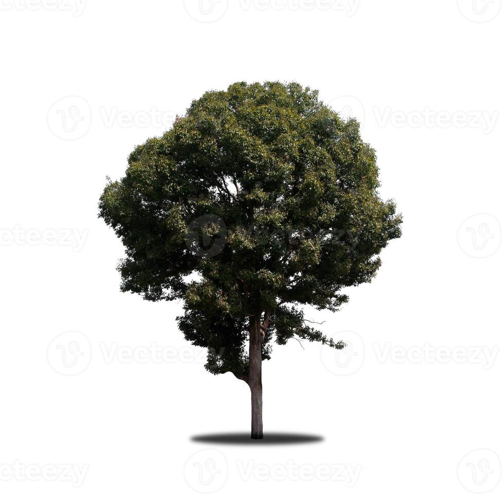 Tree that are isolated on a white background are suitable for both printing and web pages photo