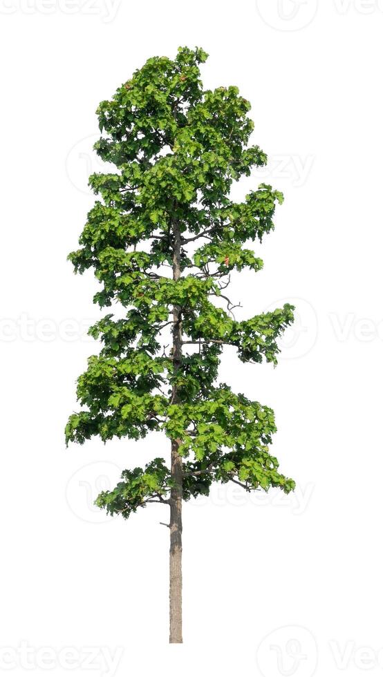 Trees that are isolated on a white background are suitable for both printing and web pages photo