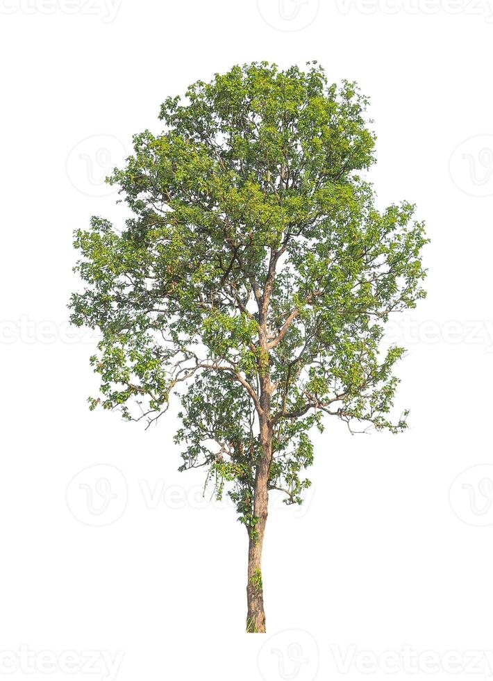 Trees that are isolated on a white background are suitable for both printing and web pages photo