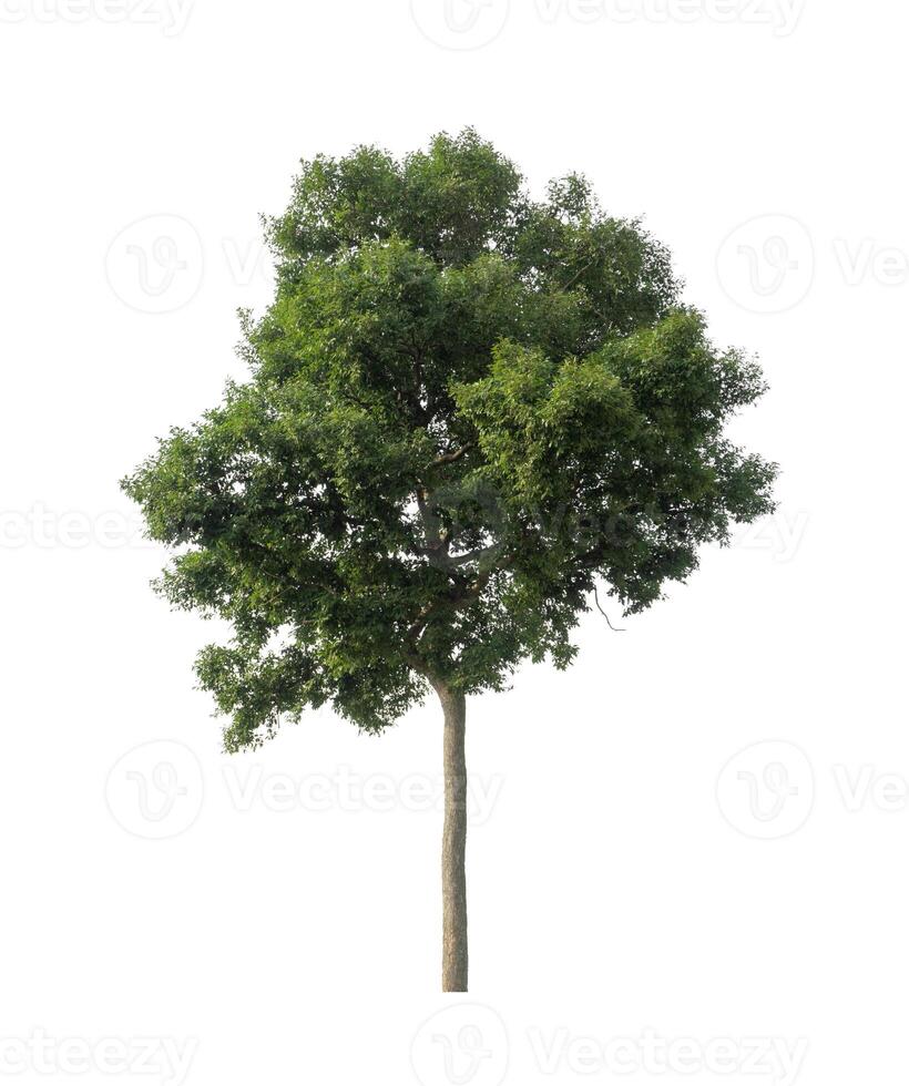 Tree that are isolated on a white background are suitable for both printing and web pages photo