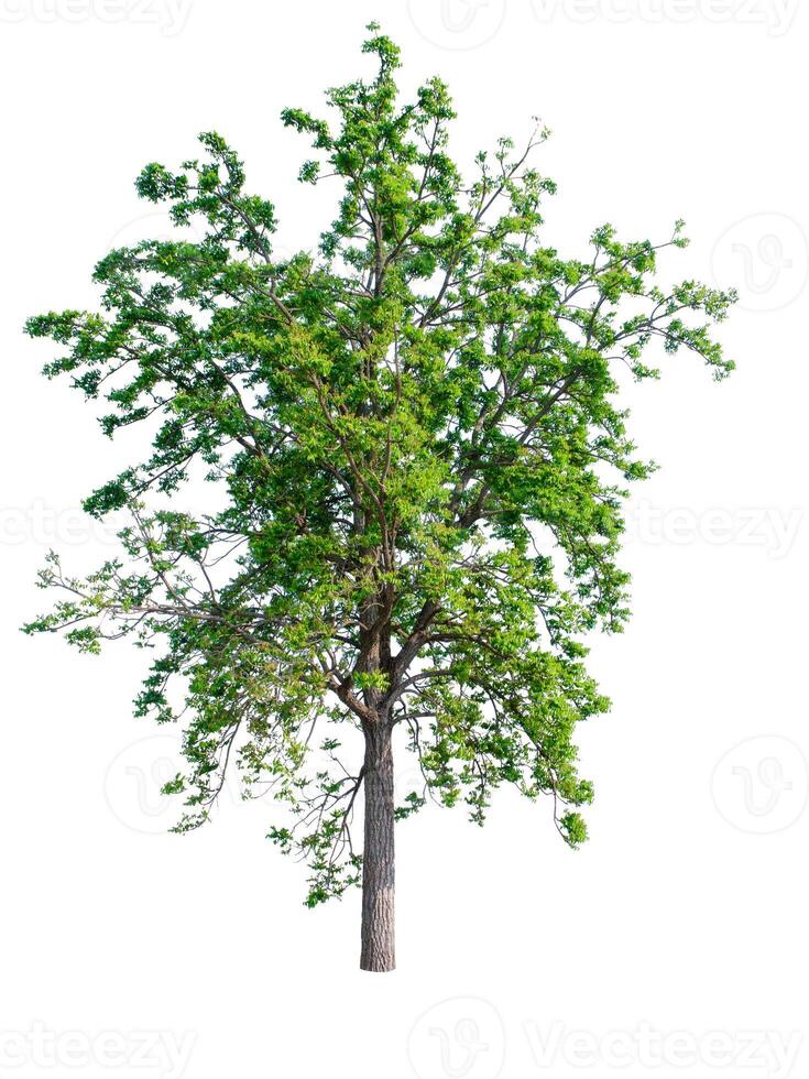 Tree that are isolated on a white background are suitable for both printing and web pages photo