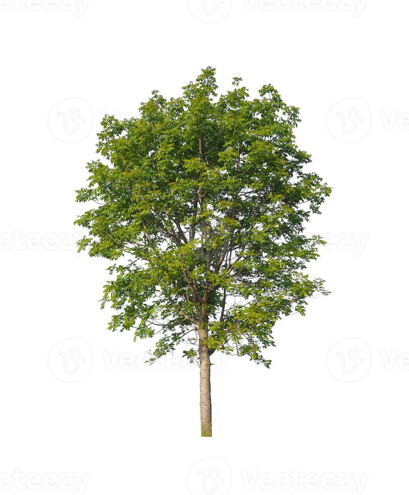 Trees that are isolated on a white background are suitable for both printing and web pages photo
