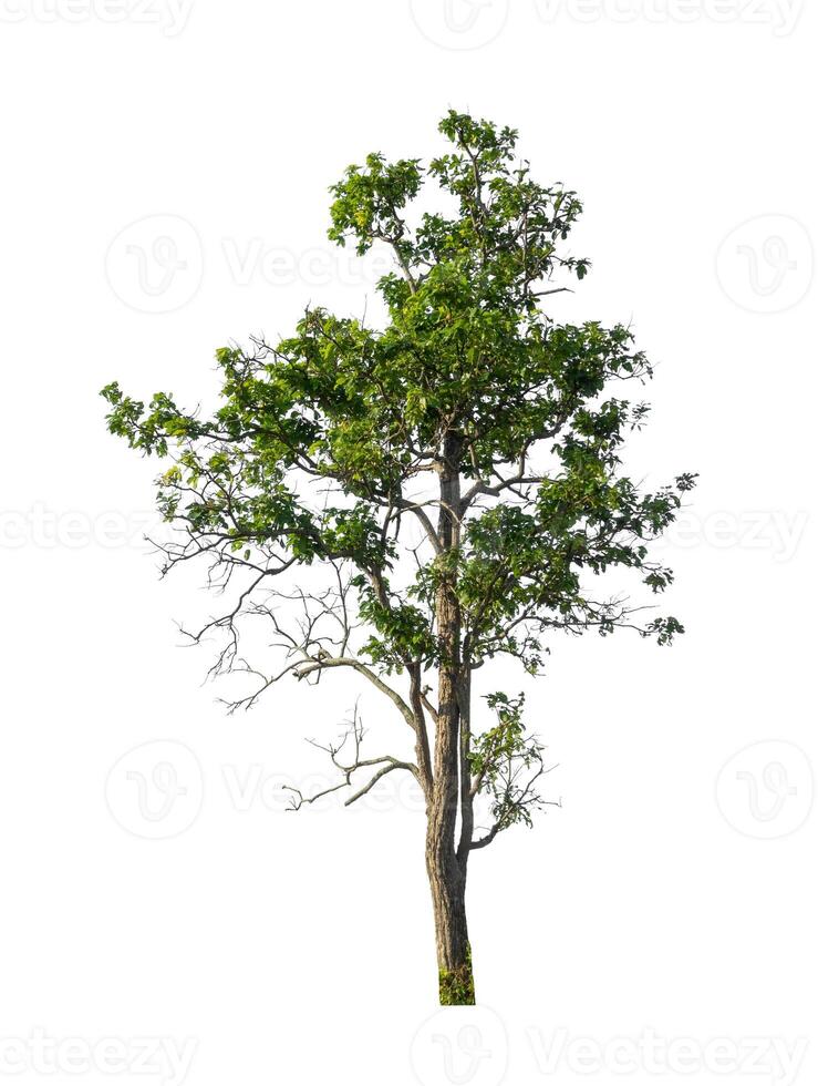 Tree that are isolated on a white background are suitable for both printing and web pages photo