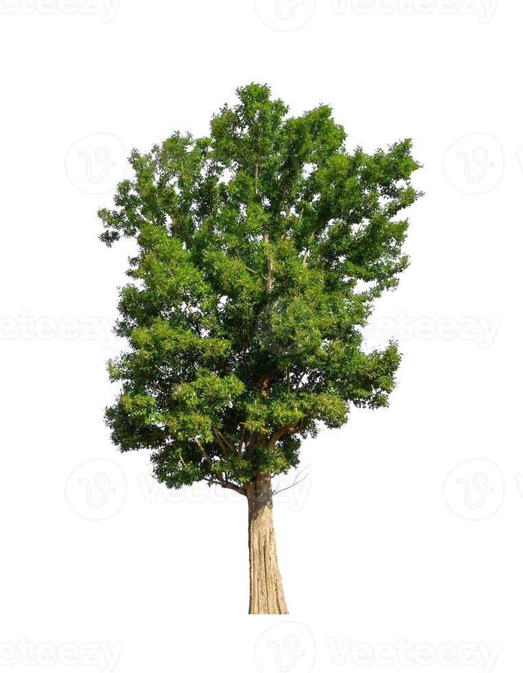 Trees that are isolated on a white background are suitable for both printing and web pages photo