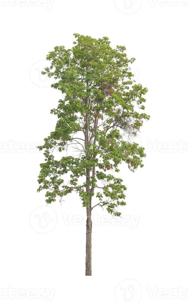 Trees that are isolated on a white background are suitable for both printing and web pages photo