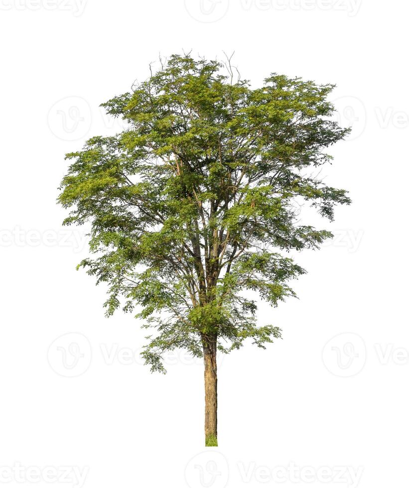 Trees that are isolated on a white background are suitable for both printing and web pages photo