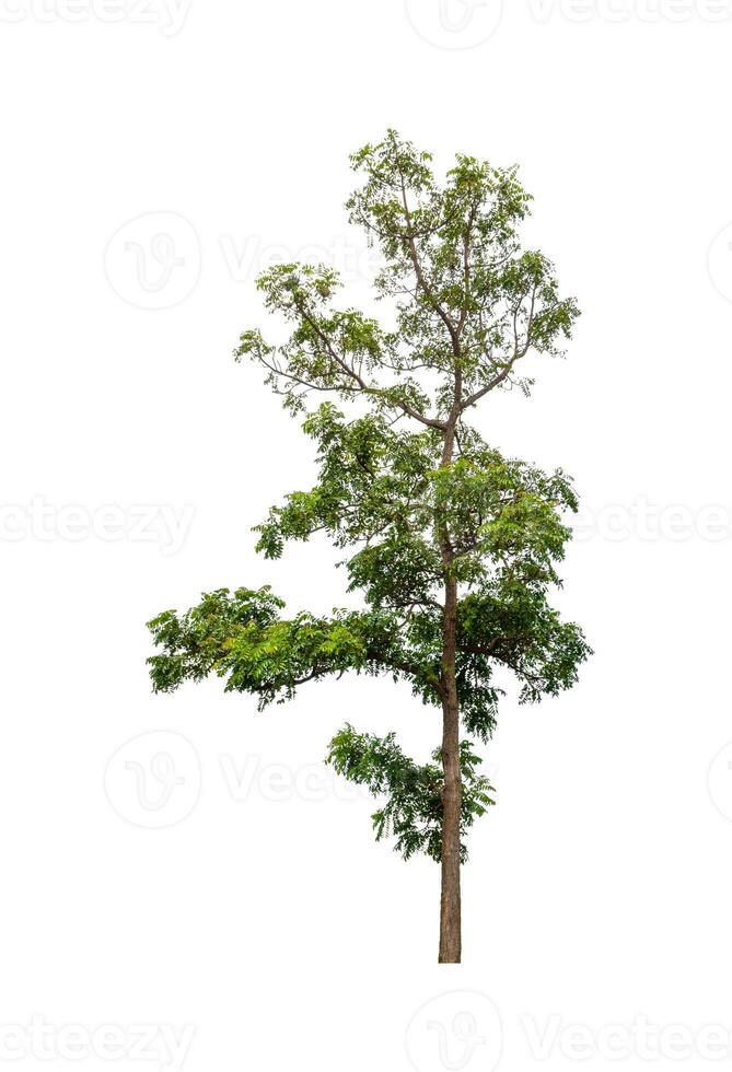 Trees that are isolated on a white background are suitable for both printing and web pages photo