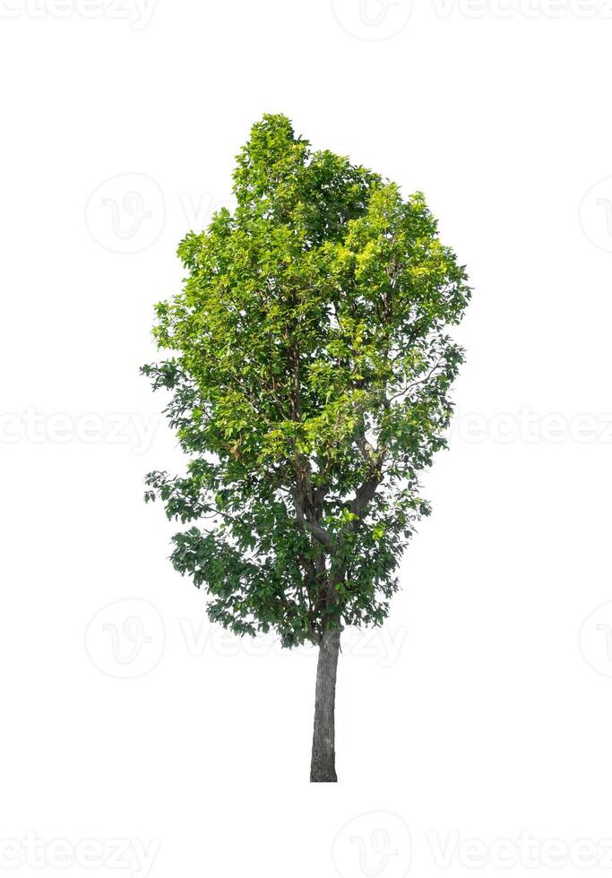 Trees that are isolated on a white background are suitable for both printing and web pages photo