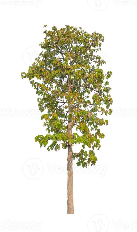Trees that are isolated on a white background are suitable for both printing and web pages photo