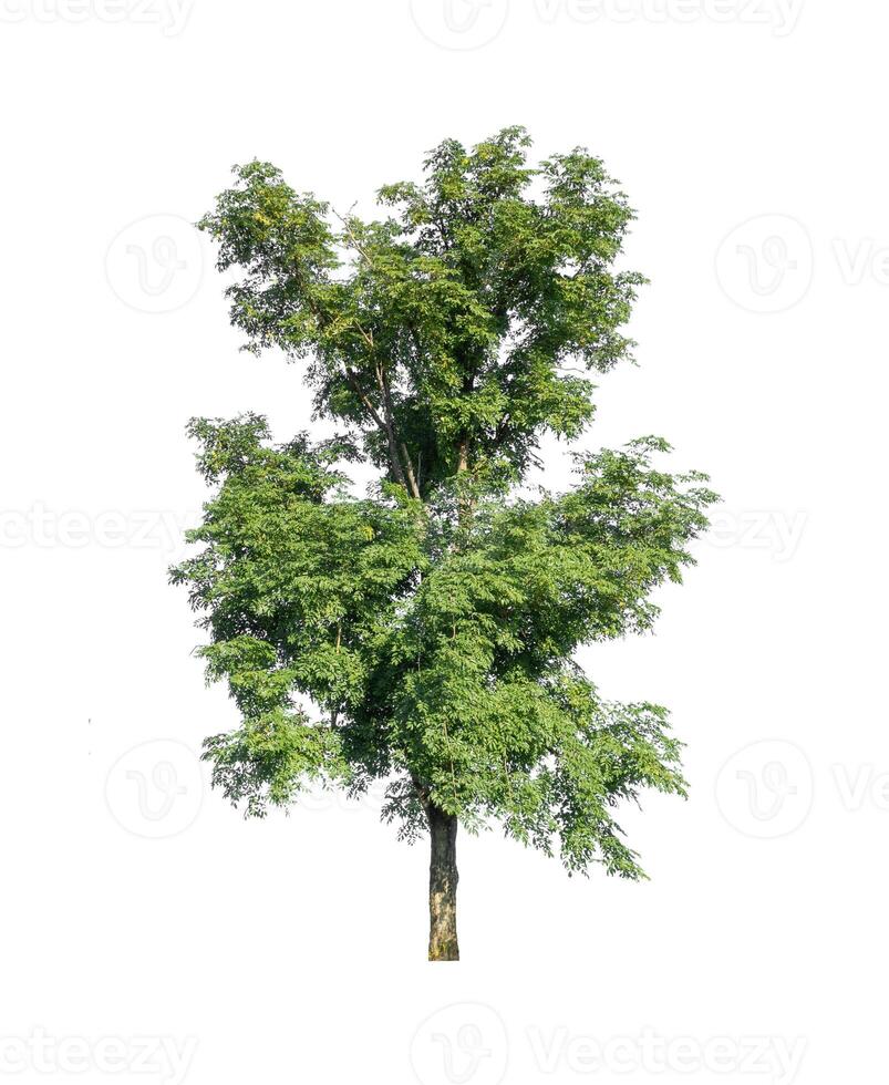 Tree that are isolated on a white background are suitable for both printing and web pages photo