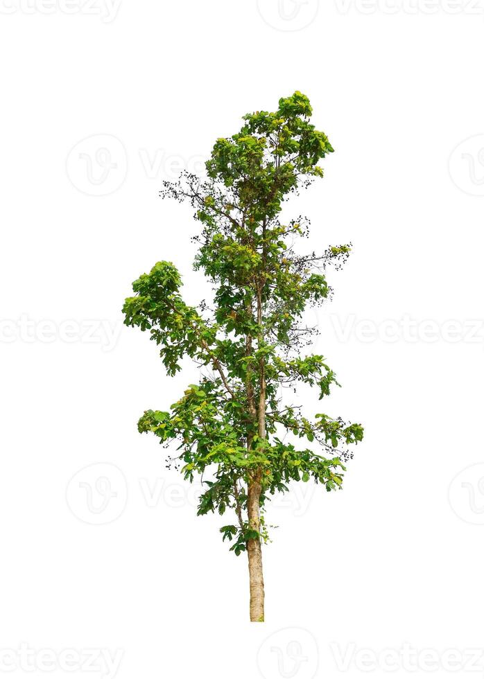 Tree that are isolated on a white background are suitable for both printing and web pages photo