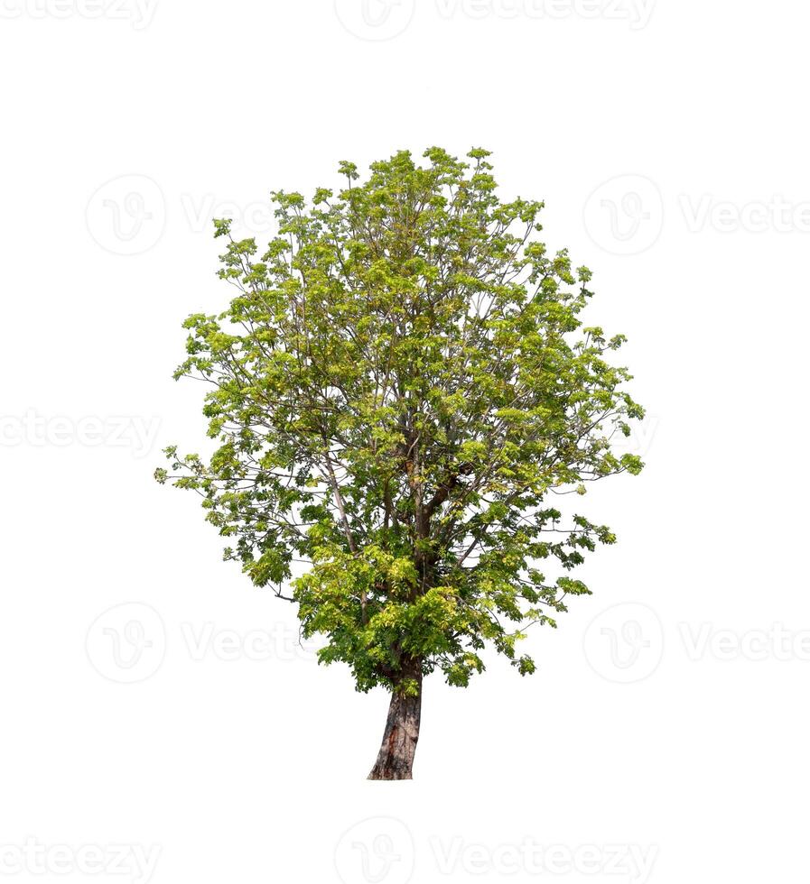 tree on a white background photo
