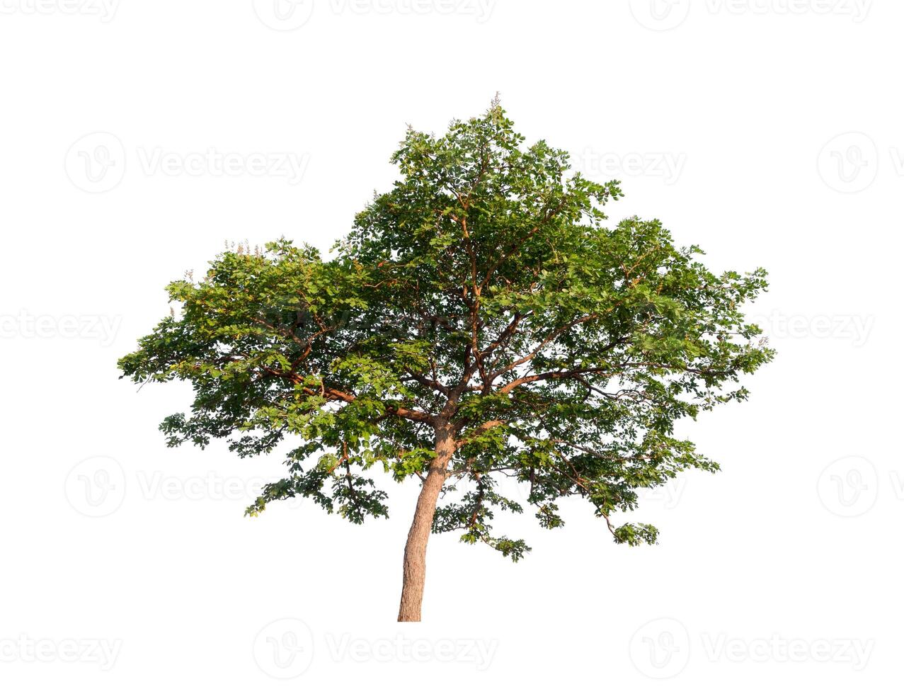 tree on a white background photo