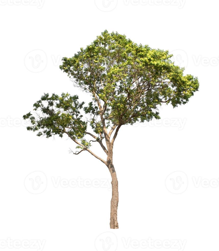 Tree that are isolated on a white background are suitable for both printing and web pages photo