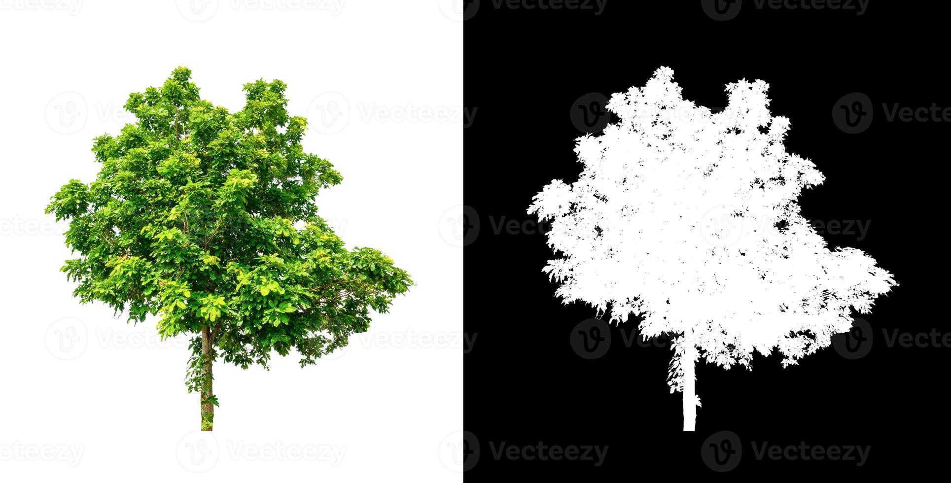 Tree that are isolated on white background are suitable for both printing and web pages photo