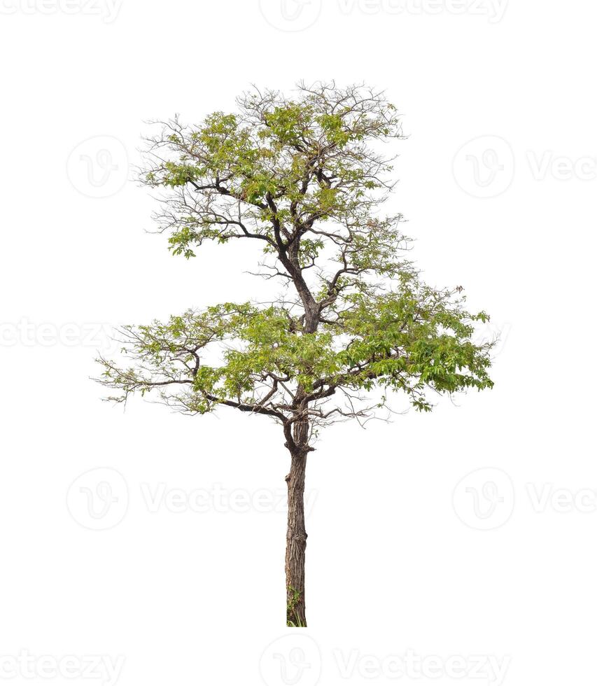 Trees that are isolated on a white background are suitable for both printing and web pages photo