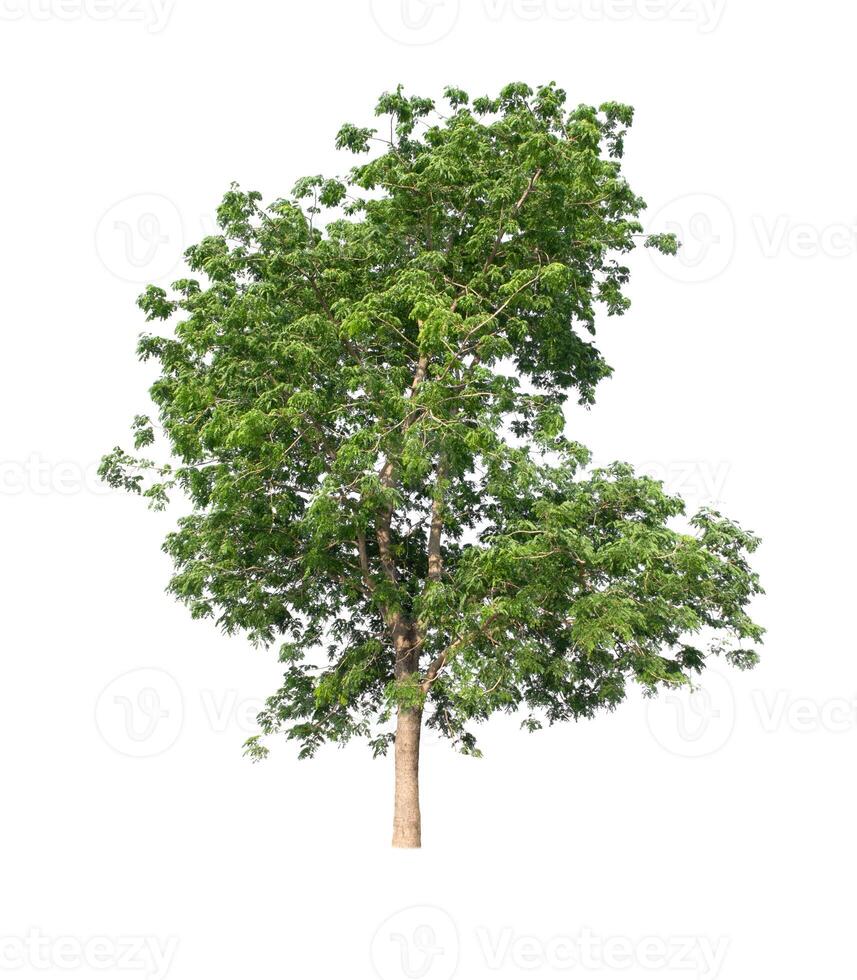 Tree that are isolated on a white background are suitable for both printing and web pages photo