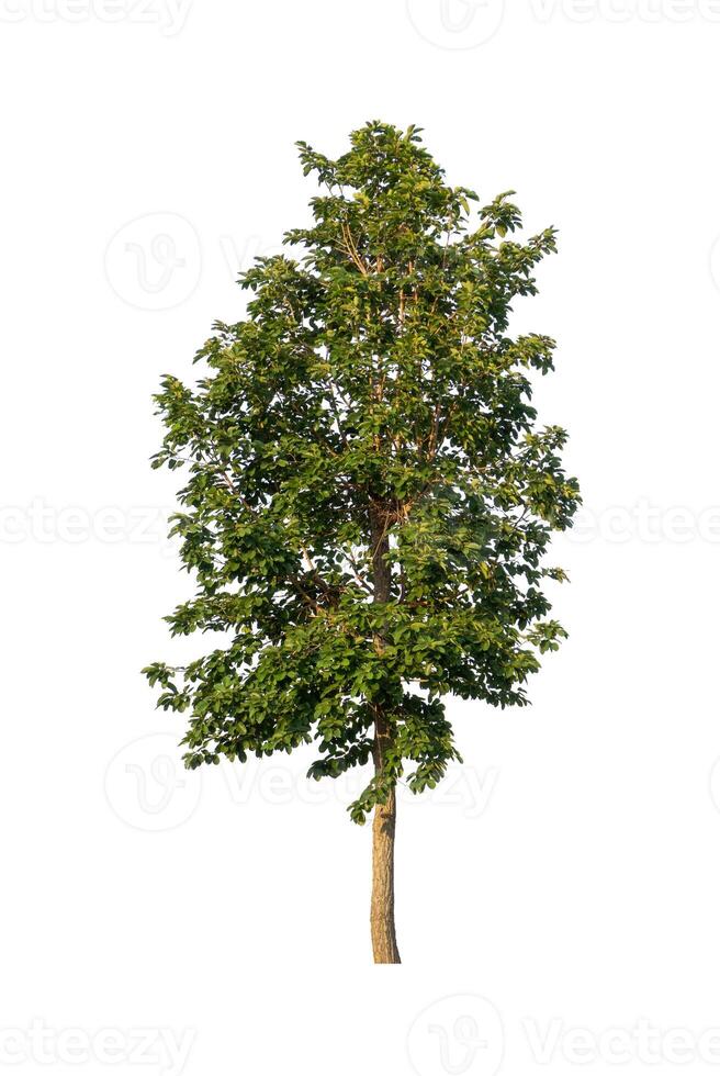 Tree that are isolated on a white background are suitable for both printing and web pages photo