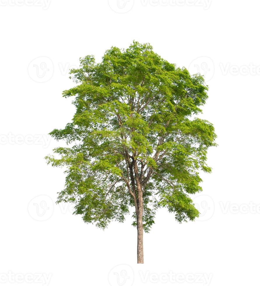 tree on a white background photo