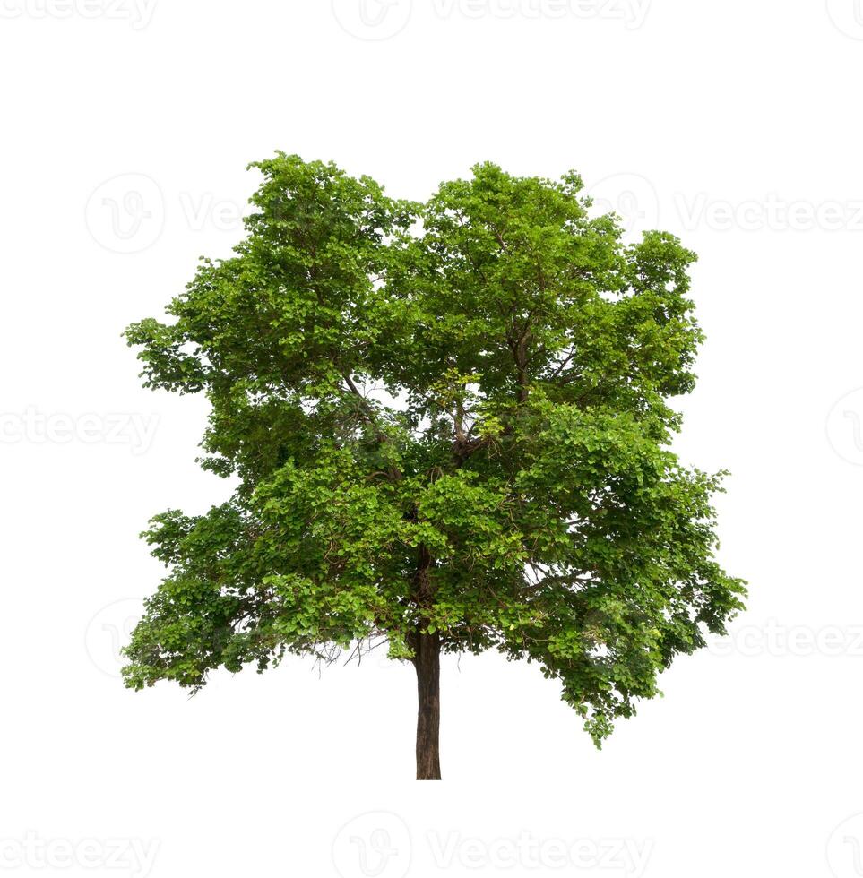 tree on a white background photo