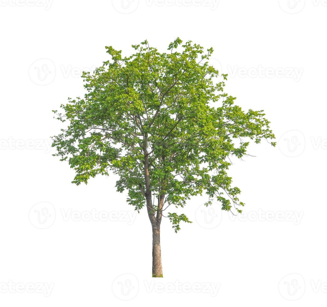 Trees that are isolated on a white background are suitable for both printing and web pages photo