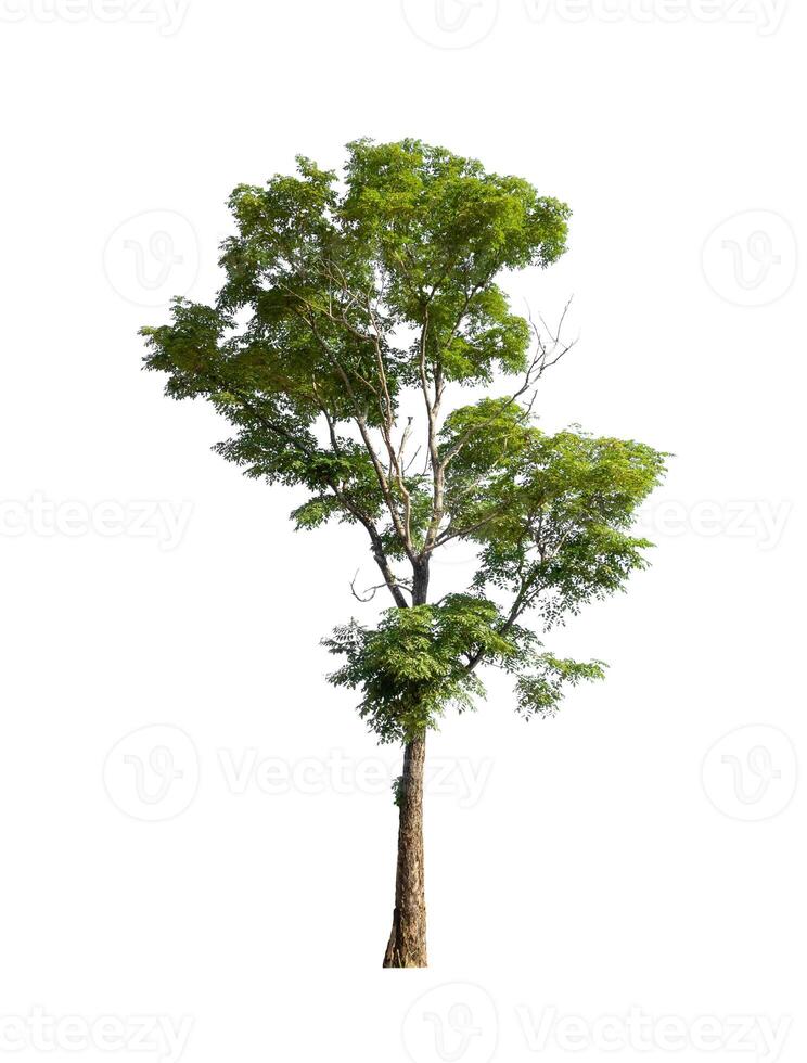 Trees that are isolated on a white background are suitable for both printing and web pages photo