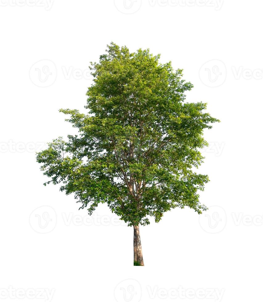 tree on a white background photo