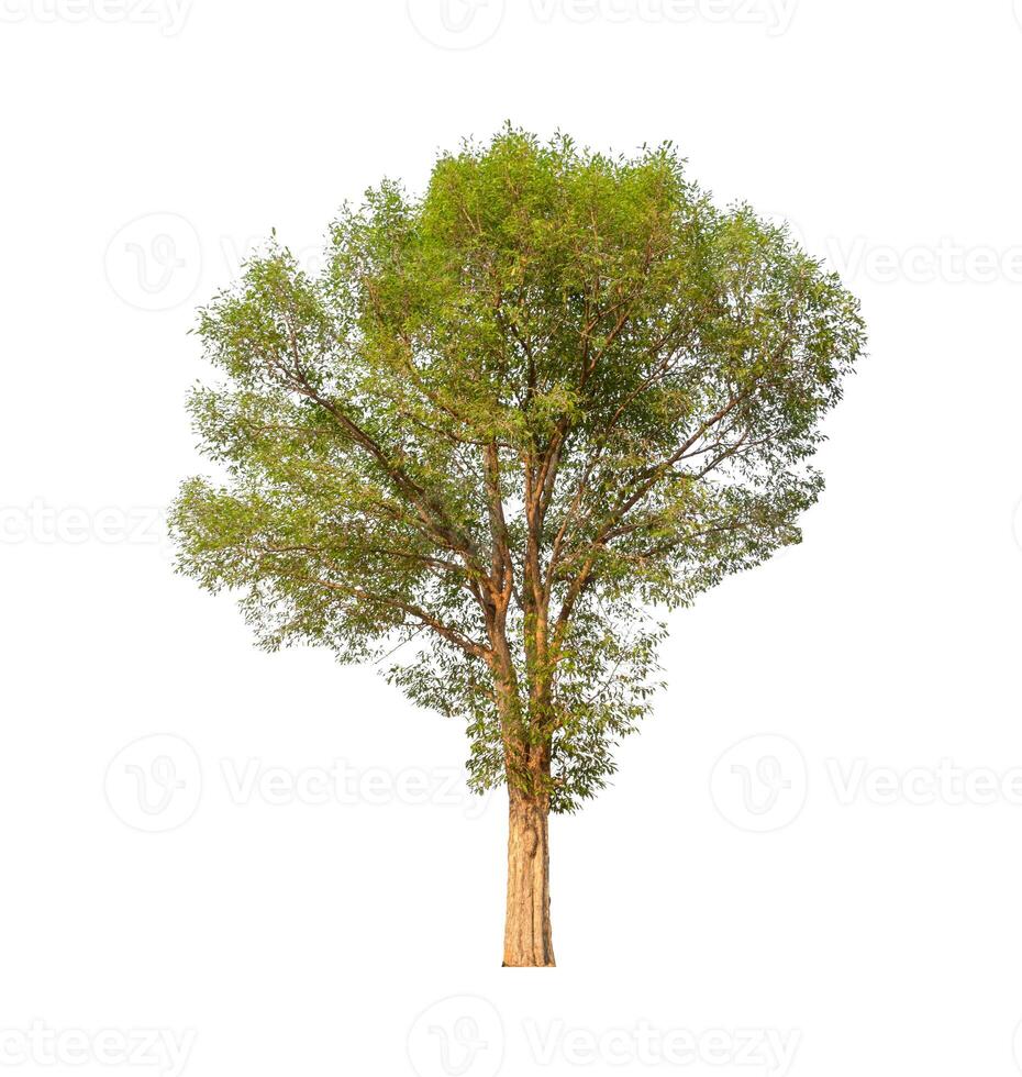 Trees that are isolated on a white background are suitable for both printing and web pages photo